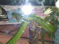 Serpent ratier a queue rouge, Ellaphe oxycephala (ord. Squamates)(ss-ord. Ophidiens)(fam. Colubrides) (Photo F. Mrugala) (1)